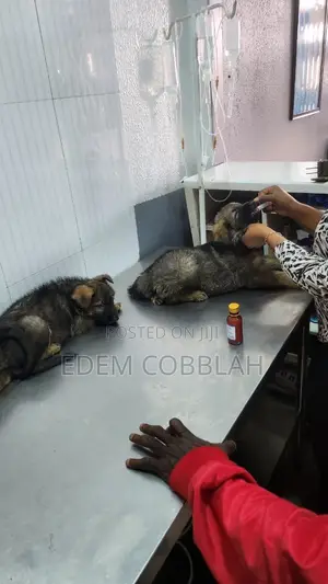 3-6 months Female Purebred German Shepherd