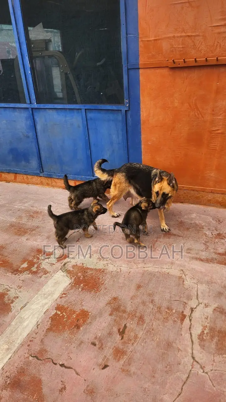 3-6 months Female Purebred German Shepherd