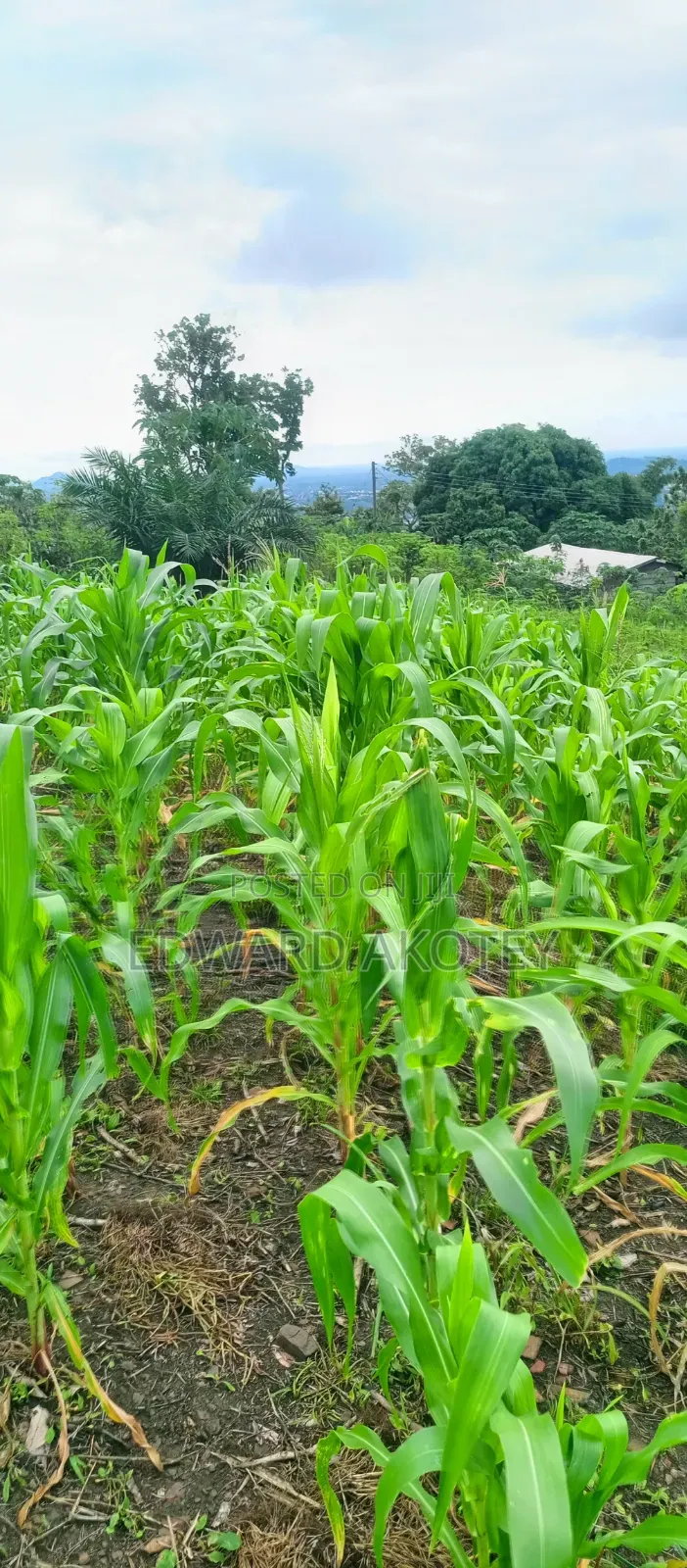 Residential or Commercial Plots on the Klefe Mountain for Sale