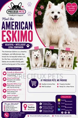 1-3 months Male Purebred American Eskimo