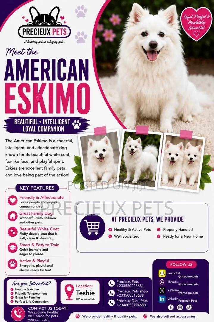 1-3 months Male Purebred American Eskimo