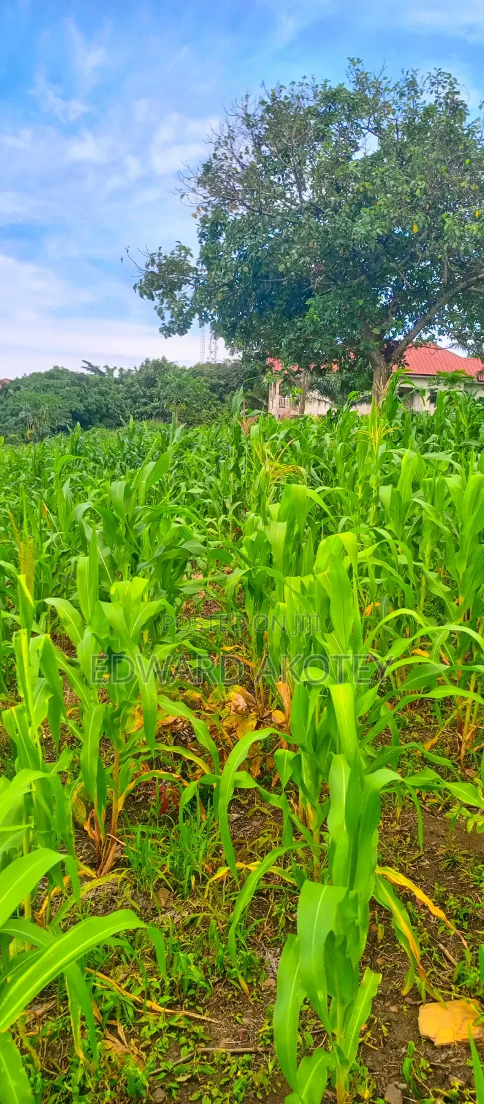 Residential or Commercial Plots on the Klefe Mountain for Sale