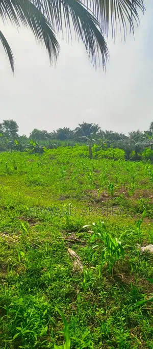 Farmland at Abutia for Sale