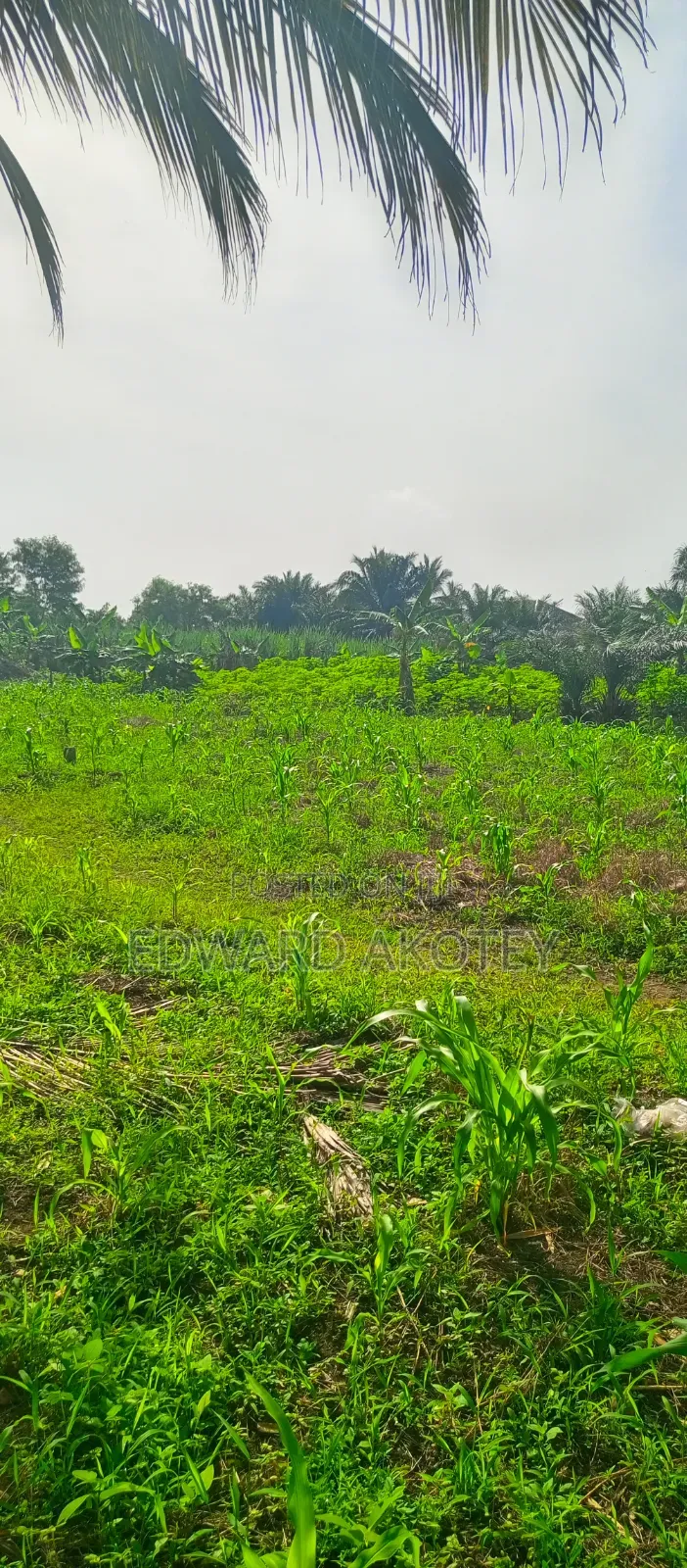 Farmland at Abutia for Sale