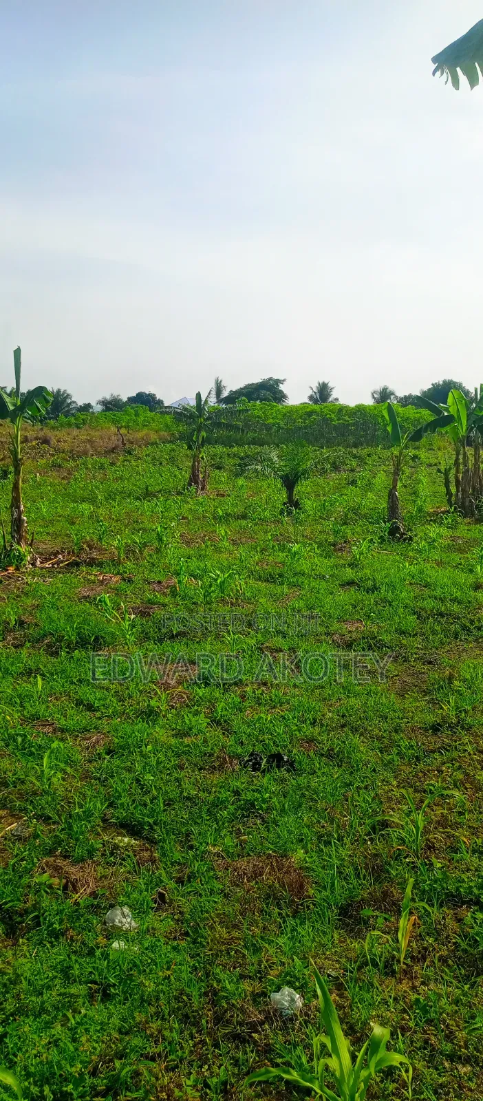 Farmland at Abutia for Sale