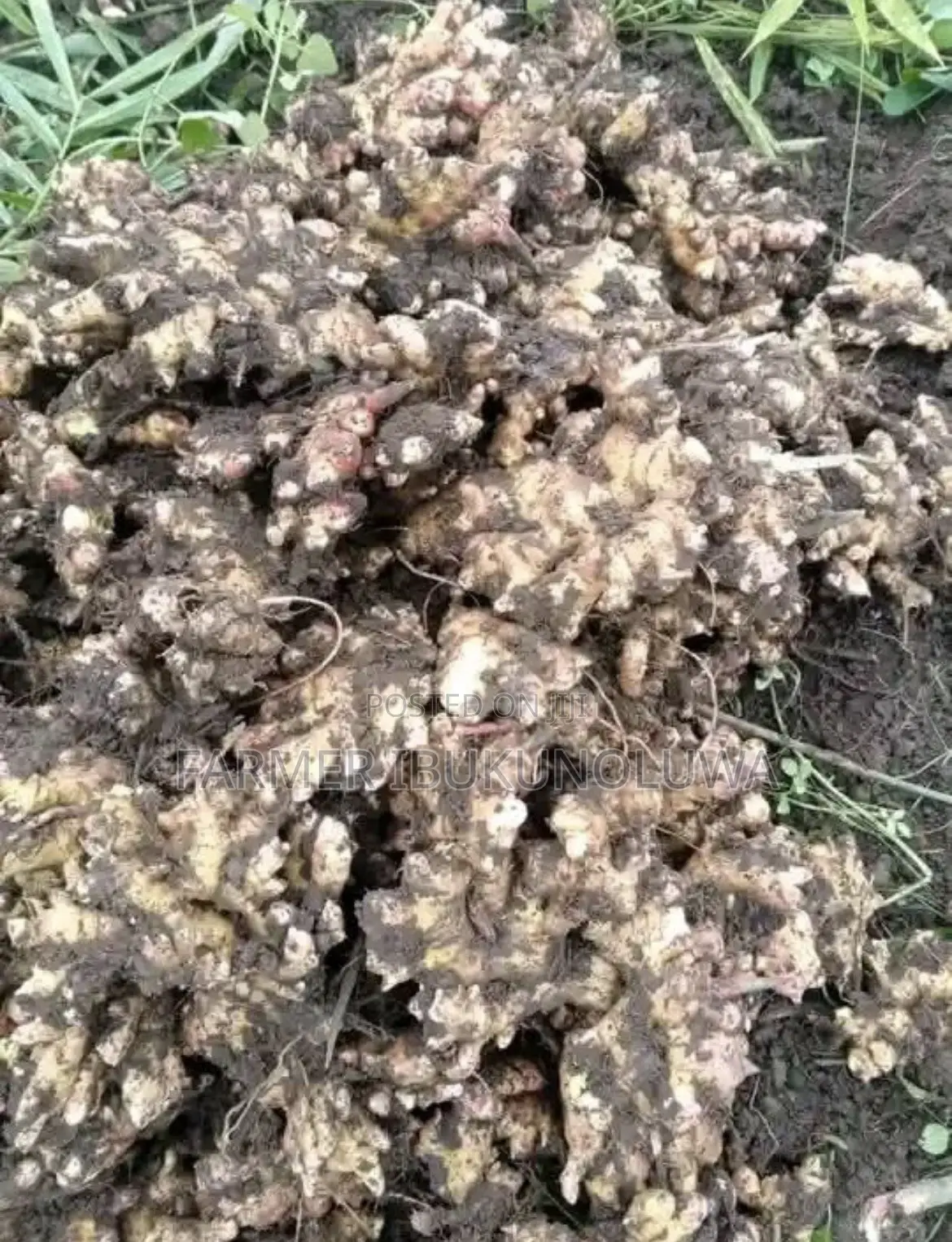 Fresh Ginger Available for Sale GHc2,000 Per Bag Contact Us 