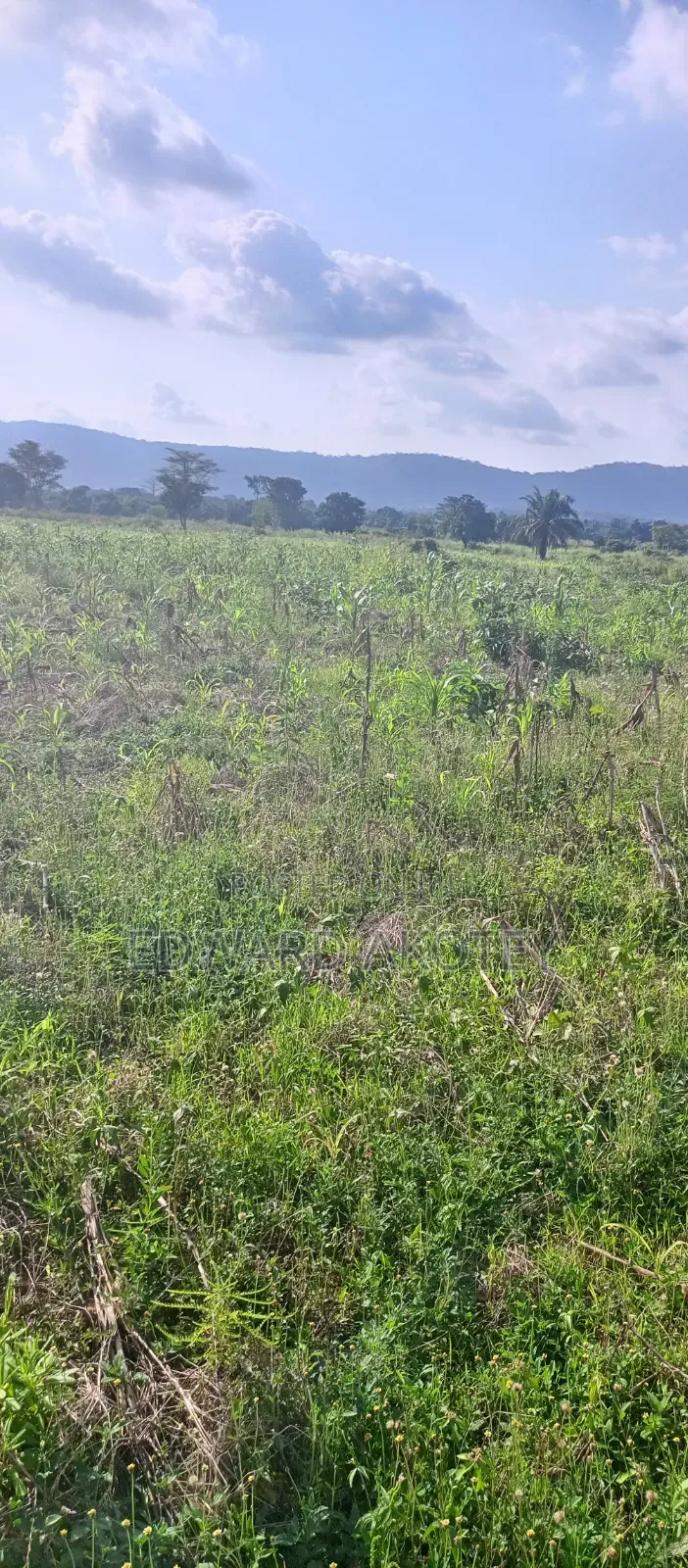 Two Plots of Registered Land for Sale at UHAS