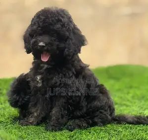 1-3 months Female Purebred Poodle