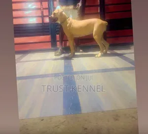 6-12 months Female Purebred Boerboel