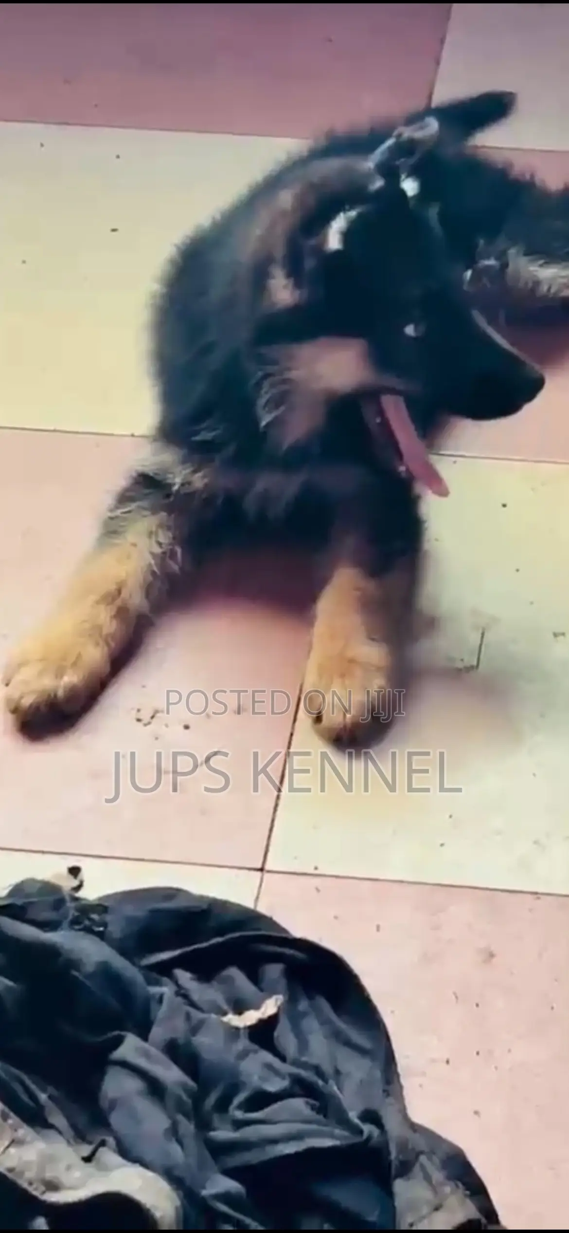 1-3 months Male Purebred German Shepherd