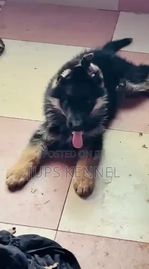 1-3 months Male Purebred German Shepherd
