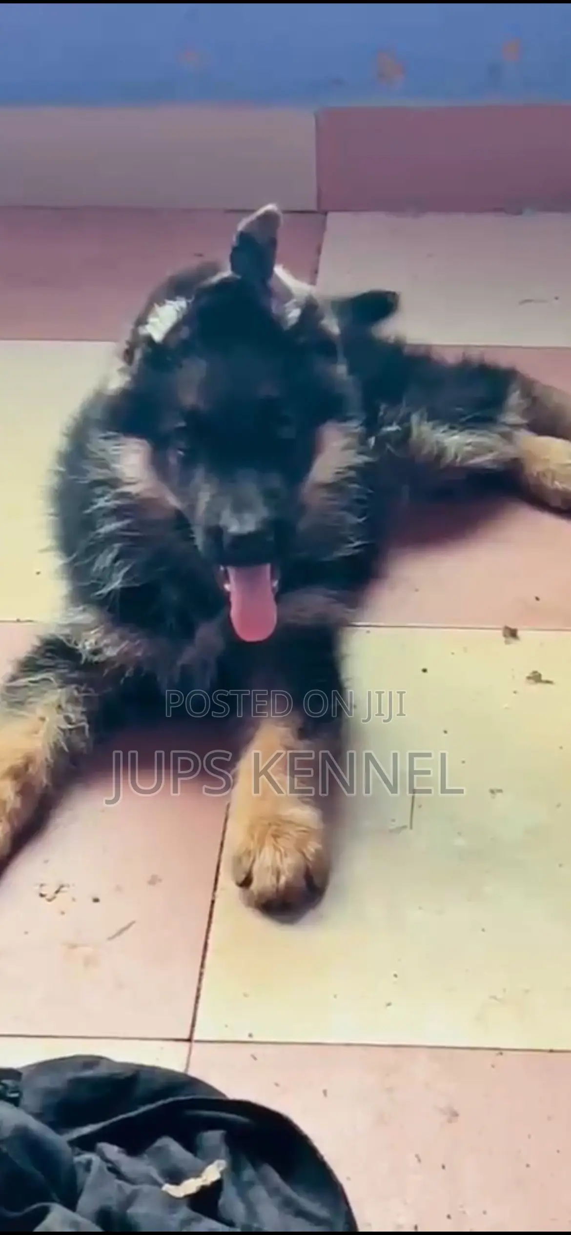 1-3 months Male Purebred German Shepherd