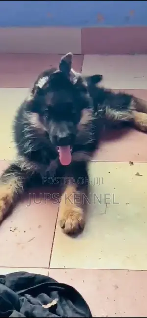 1-3 months Male Purebred German Shepherd