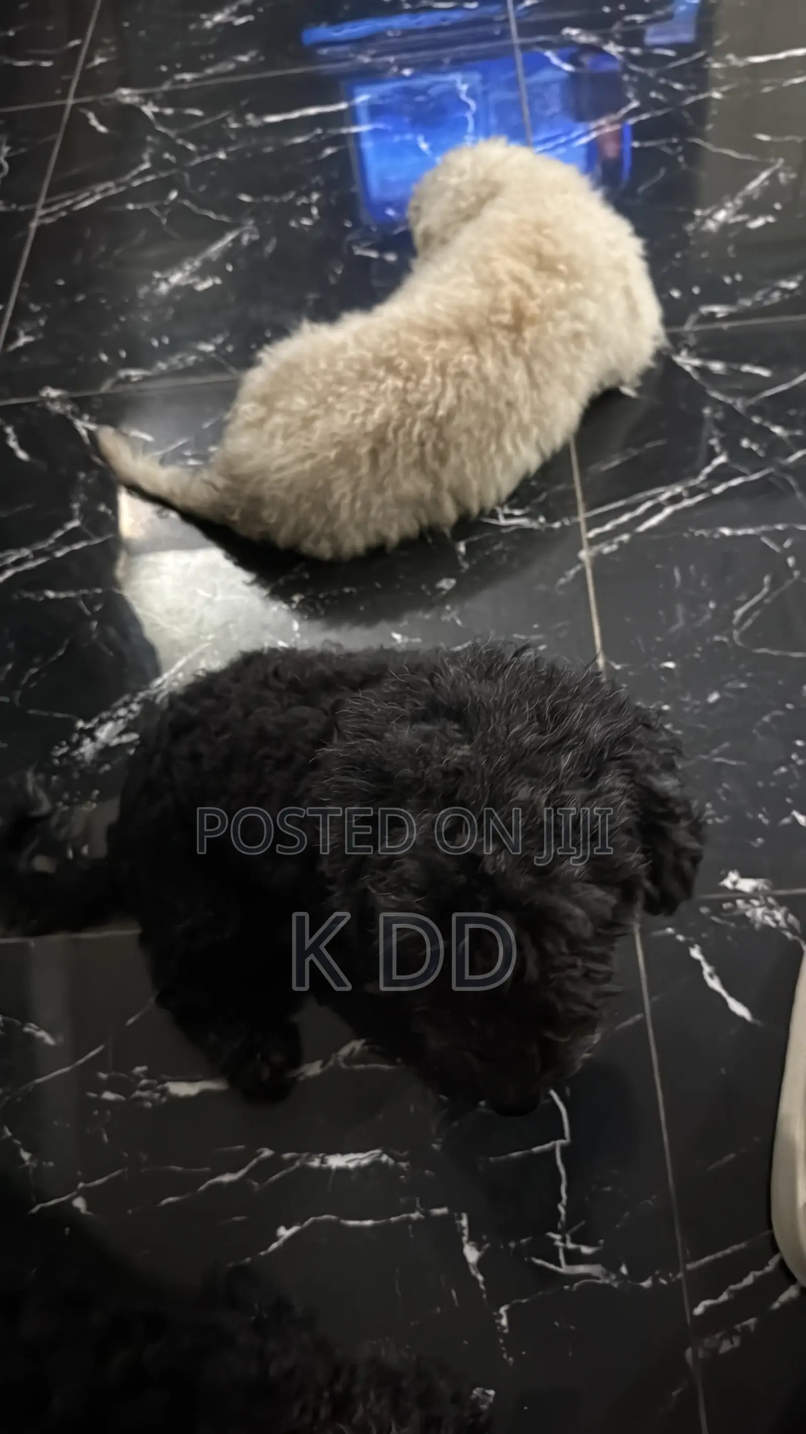 3-6 months Female Purebred Poodle