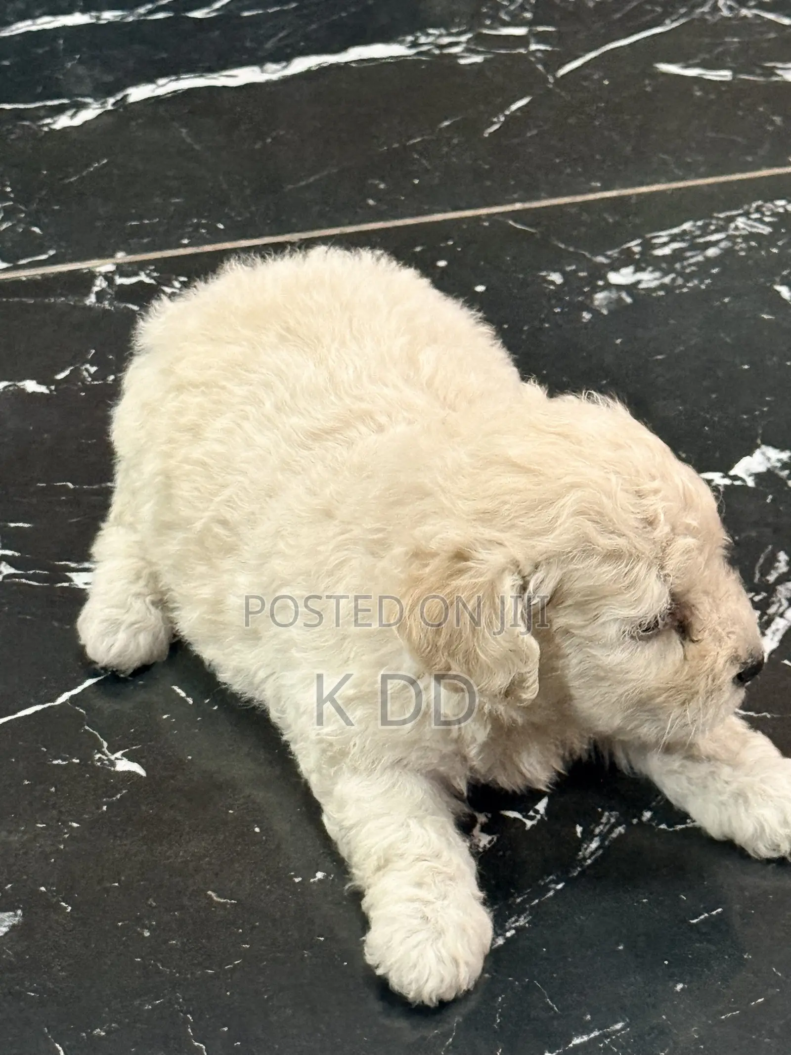 3-6 months Female Purebred Poodle