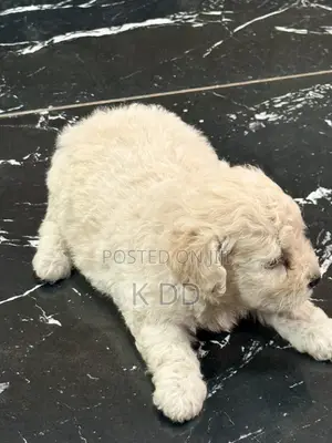 3-6 months Female Purebred Poodle
