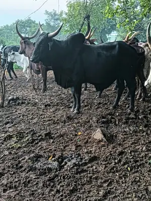 Big Bull for Sale – Ready for Market!