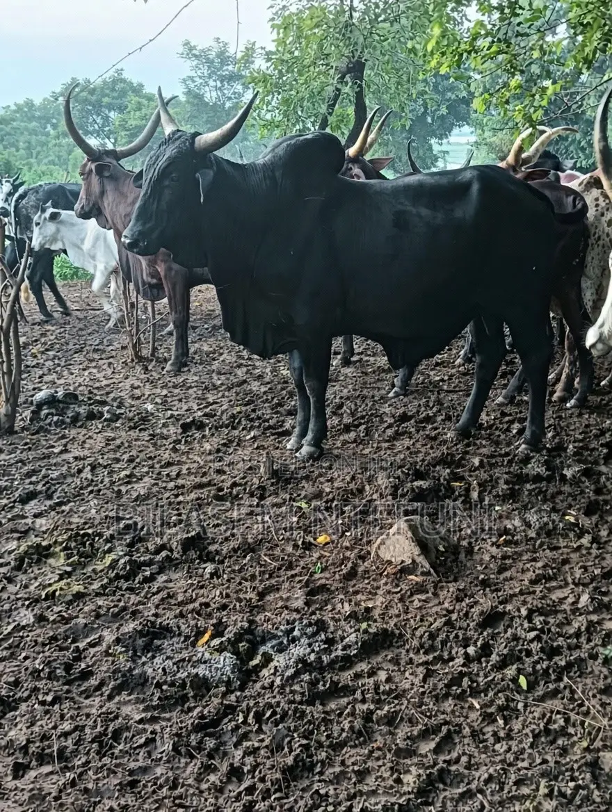 Big Bull for Sale – Ready for Market!
