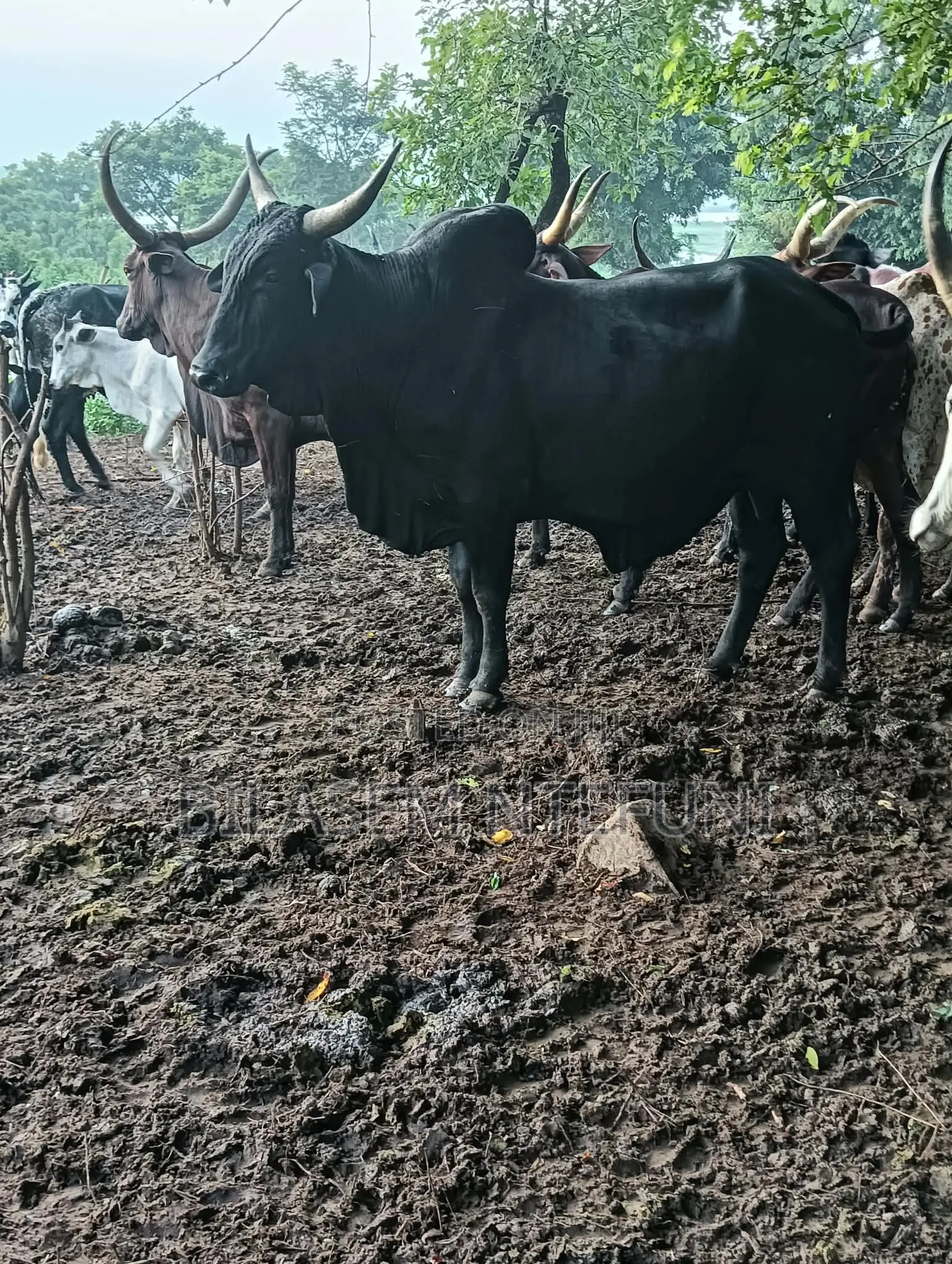 Big Bull for Sale – Ready for Market!