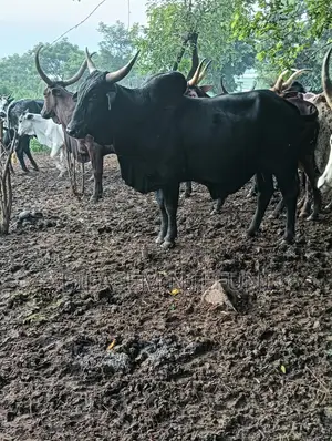 Big Bull for Sale – Ready for Market!