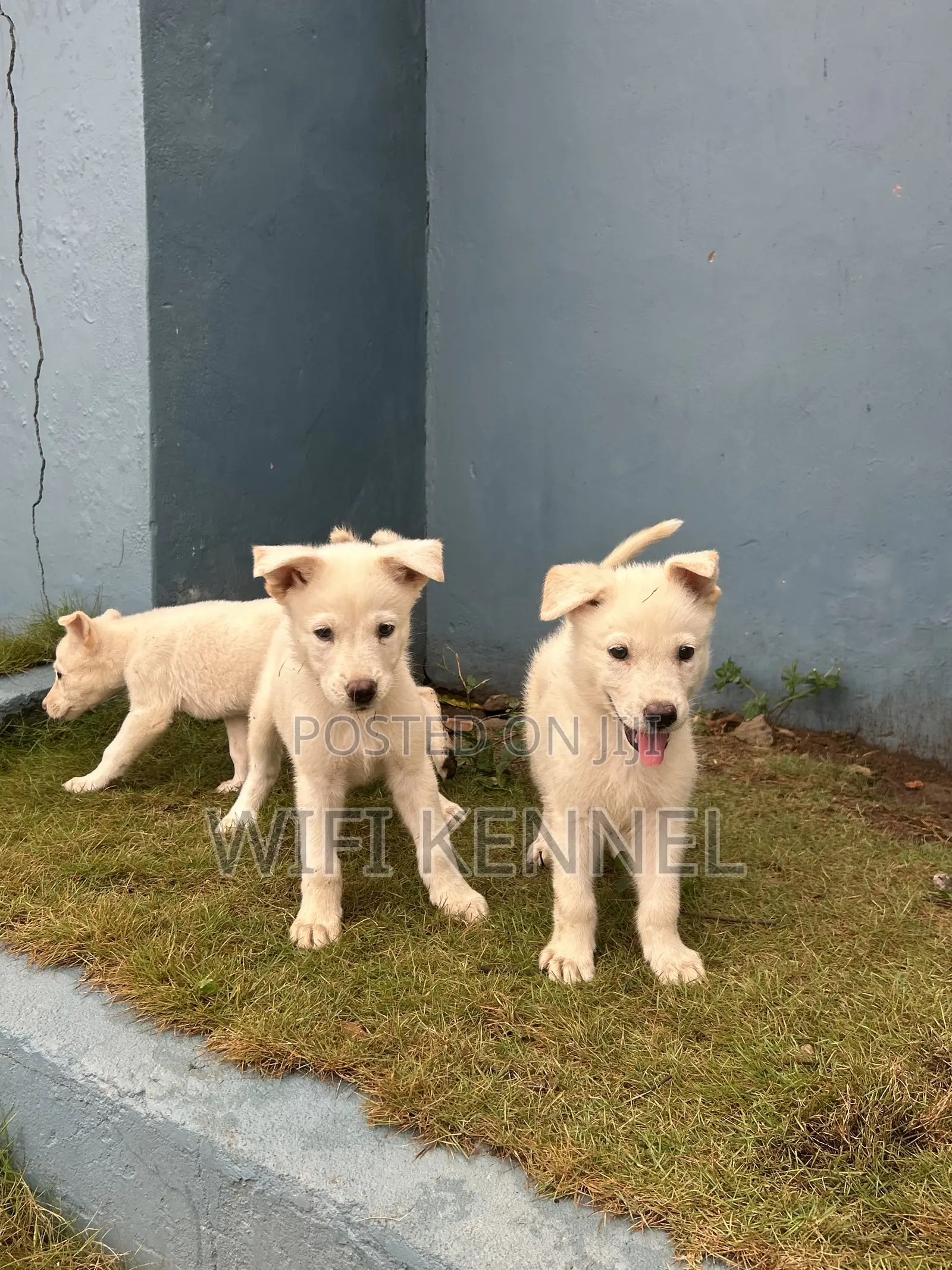1-3 months Male Purebred German Shepherd