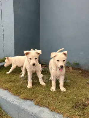 1-3 months Male Purebred German Shepherd