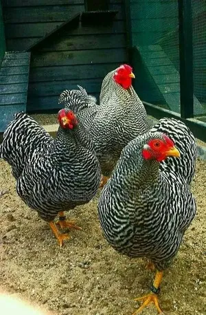 Sasso Chickens