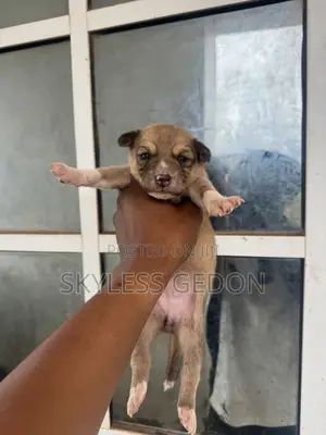 0-1 month Female Purebred Dog