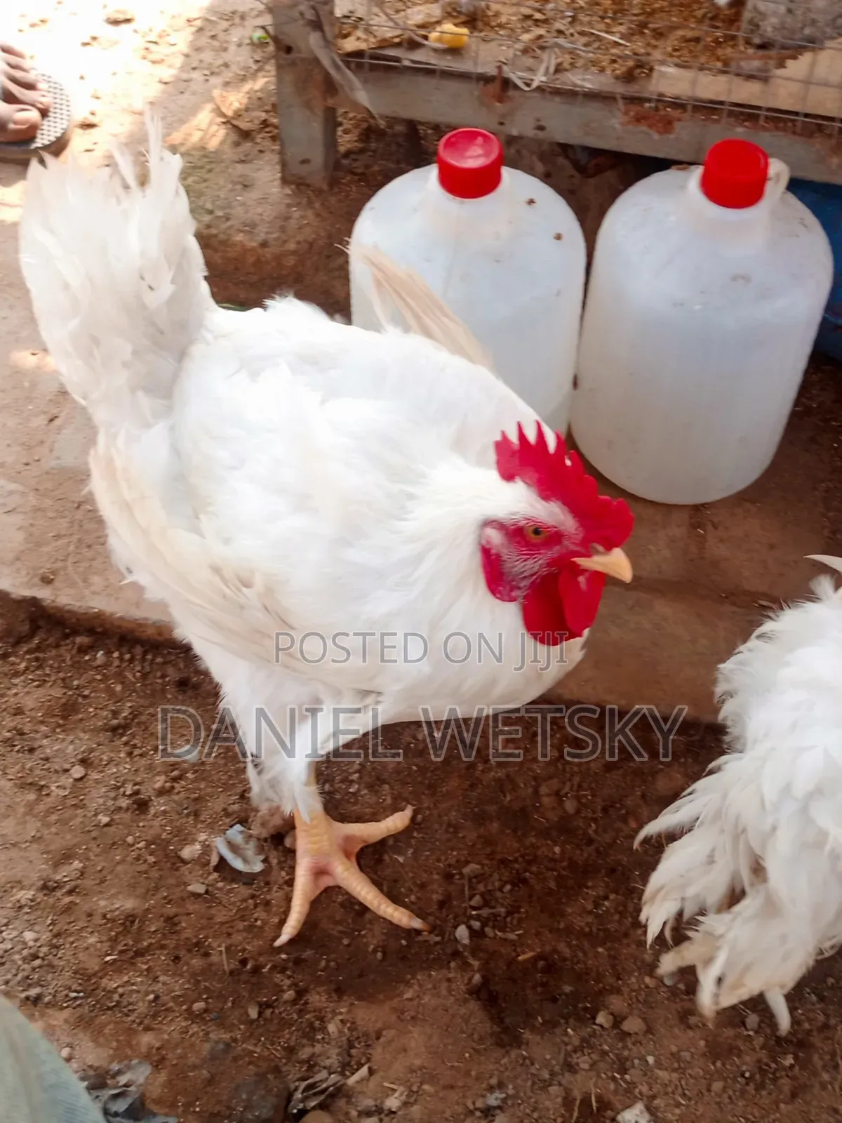 Organic Broilers for Sale