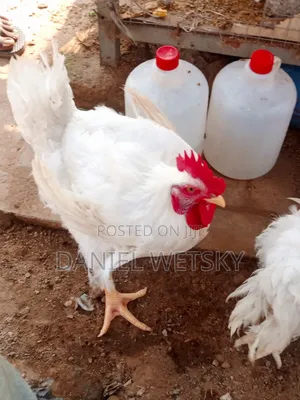 Organic Broilers for Sale