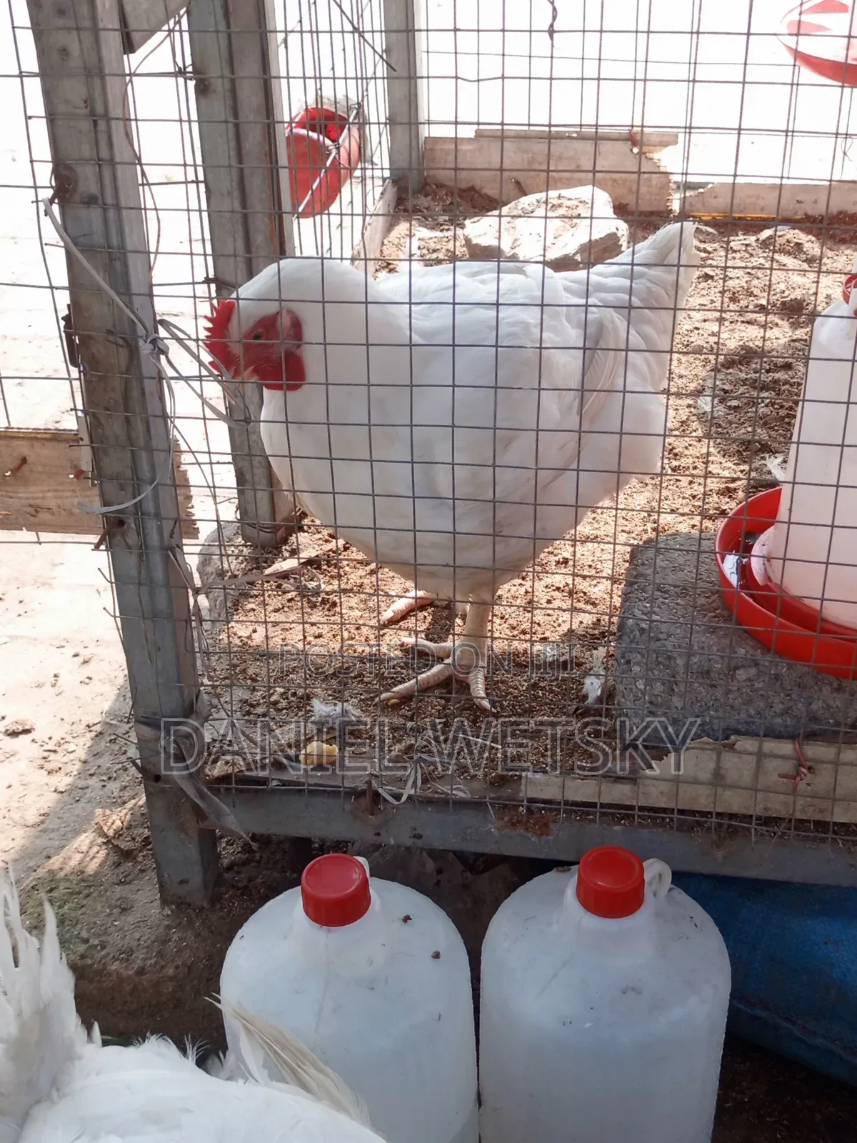 Organic Broilers for Sale