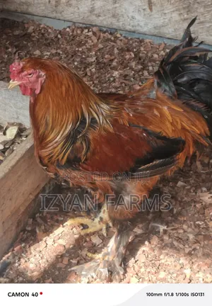 Brahma Chicken
