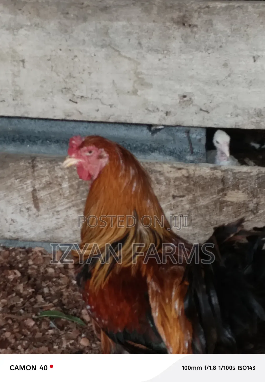 Brahma Chicken
