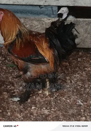 Brahma Chicken