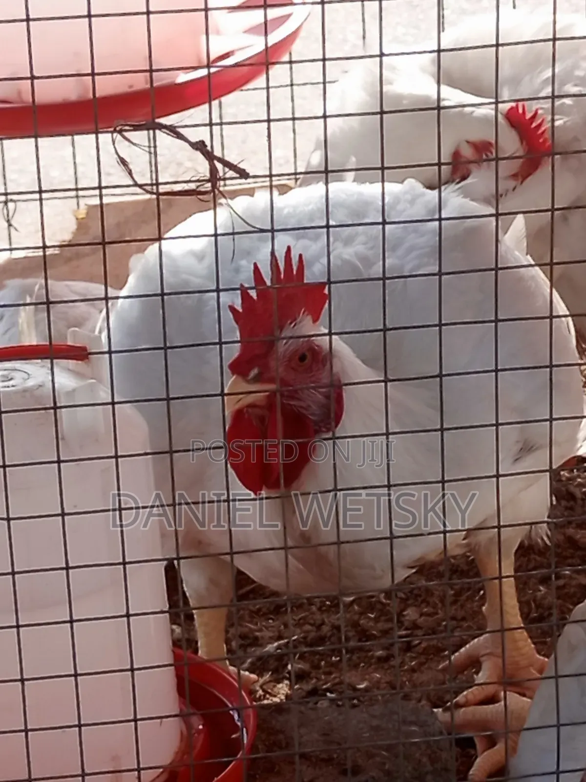Organic Broilers for Sale