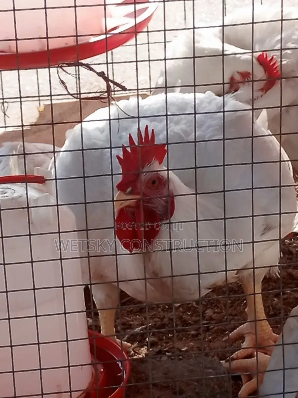 Organic Chickens for Sale