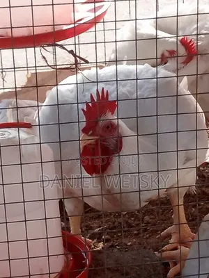 Organic Broilers for Sale