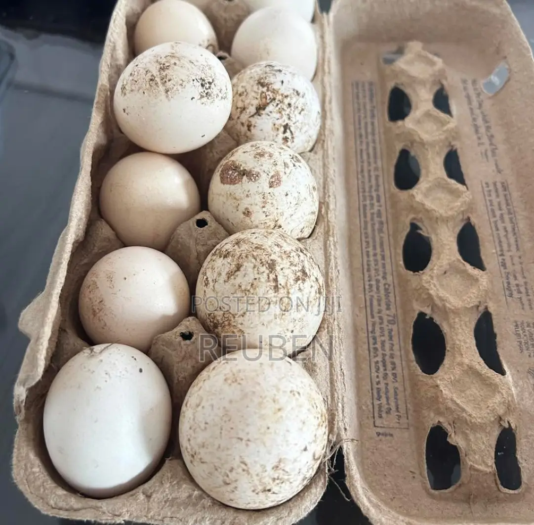 Turkey Eggs