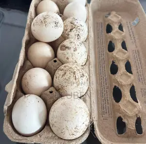 Turkey Eggs