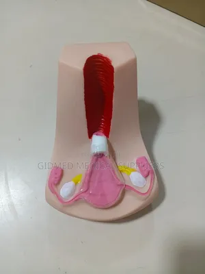 Female Reproductive System Anatomitical Model