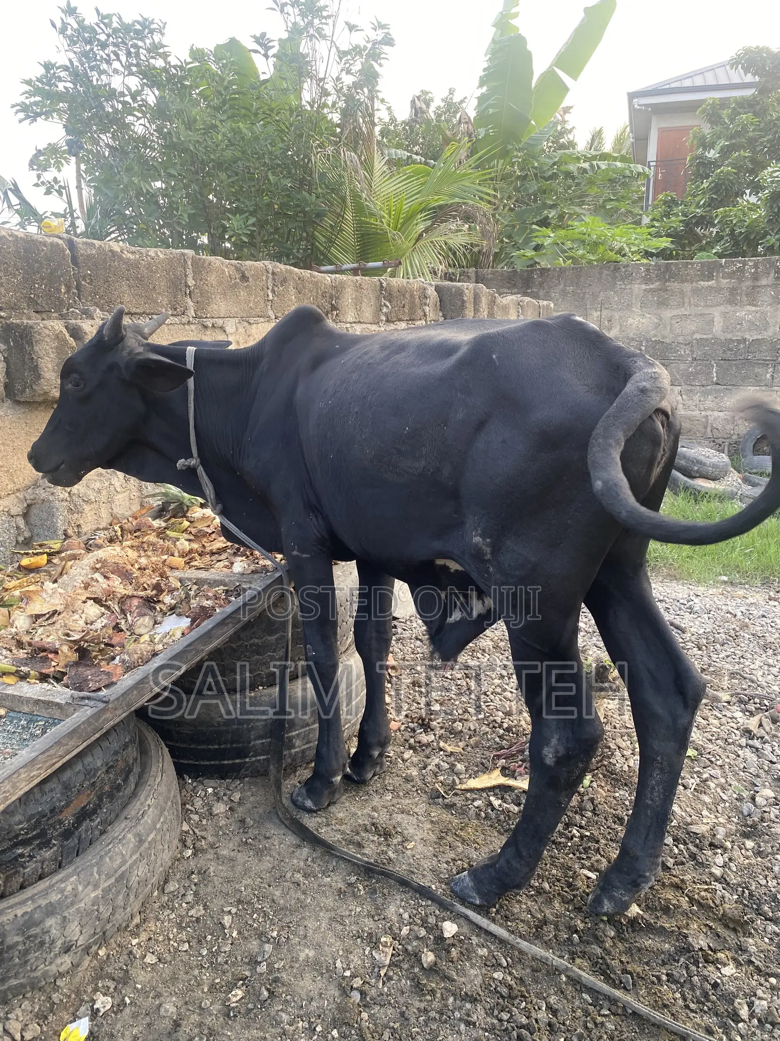 Black Cow Going for Cool Price
