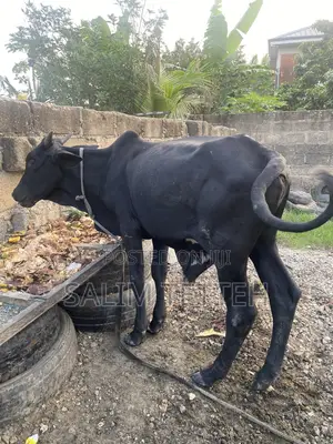 Black Cow Going for Cool Price