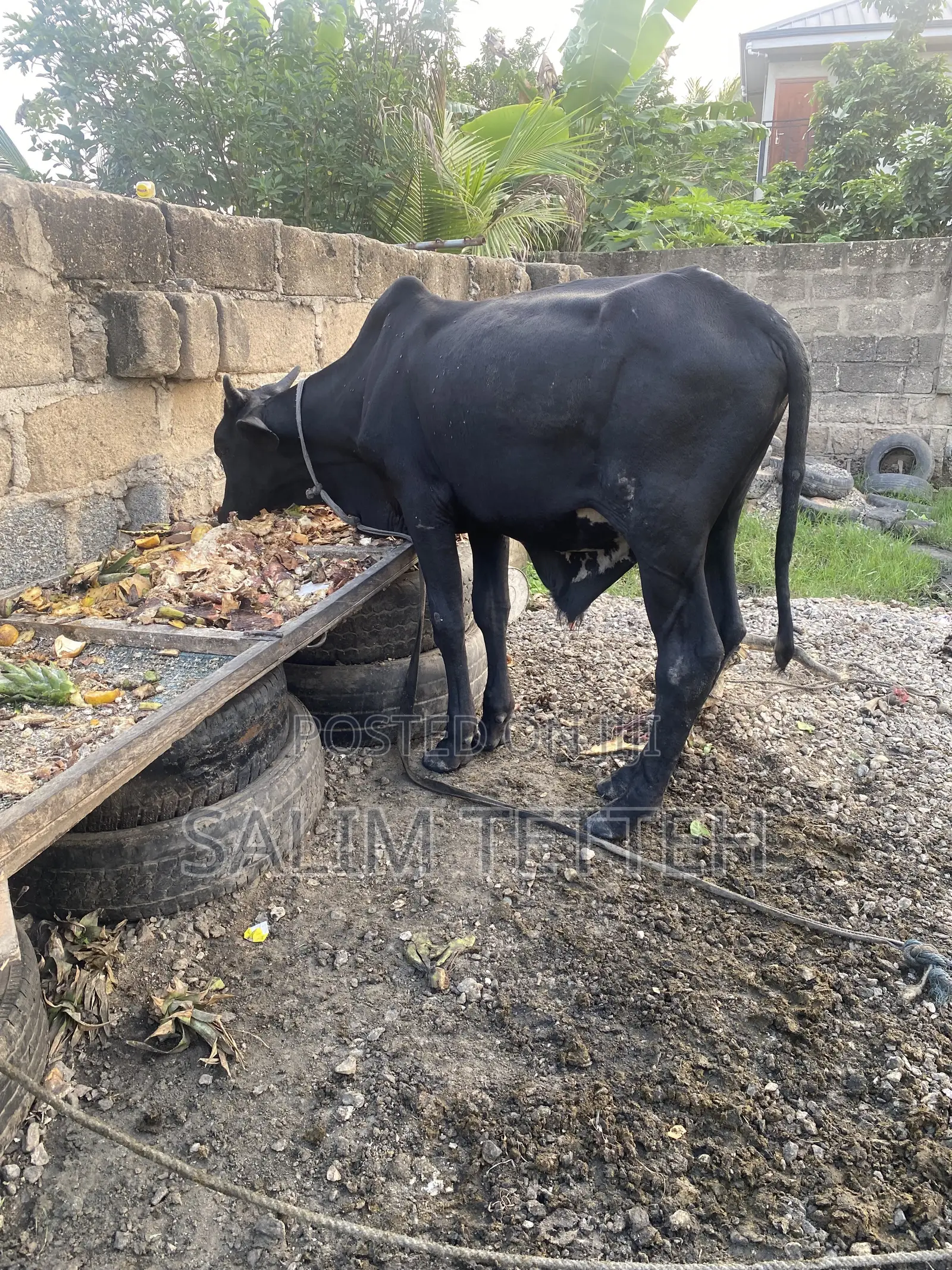 Black Cow Going for Cool Price