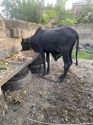 Black Cow Going for Cool Price