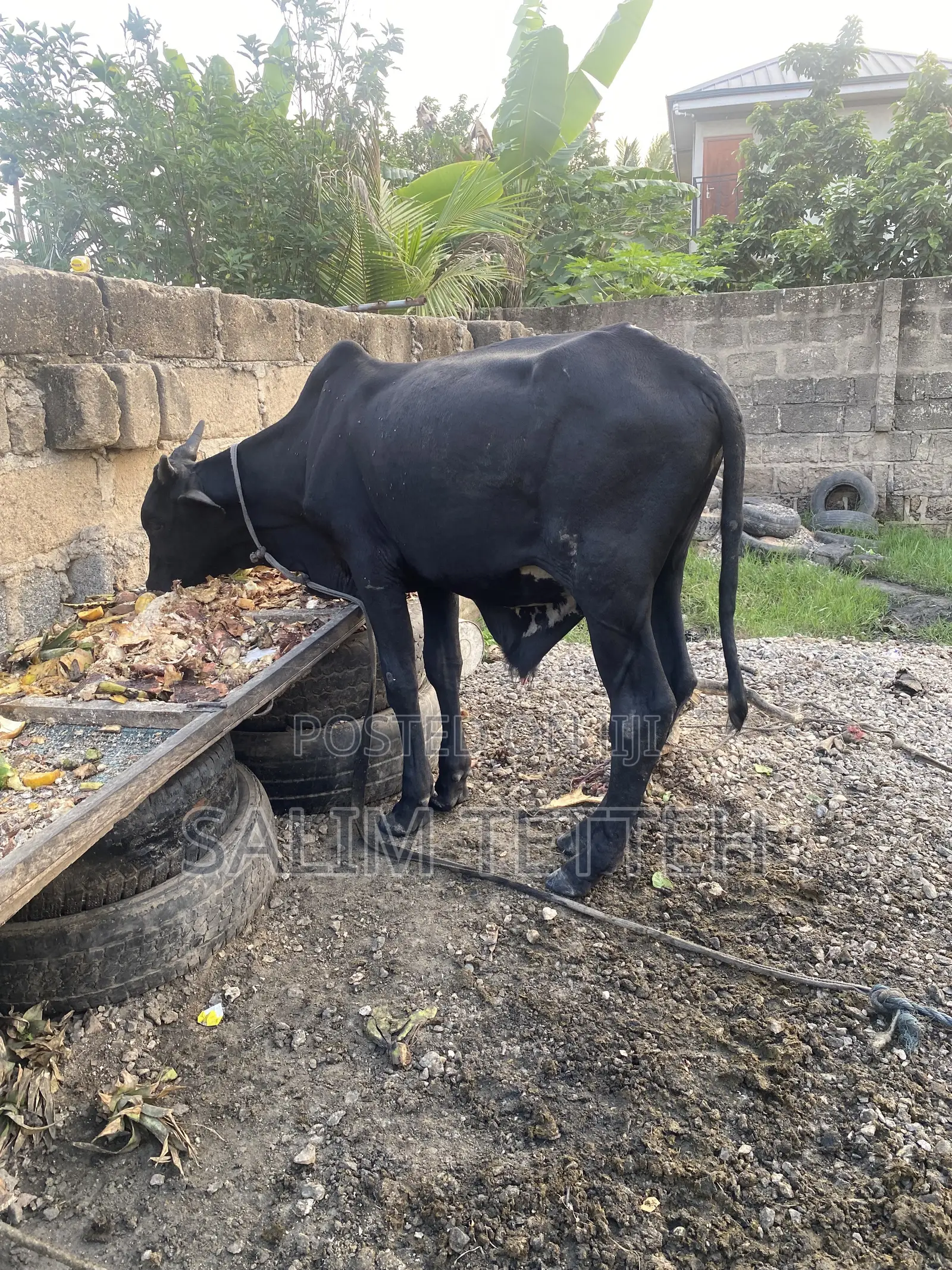 Black Cow Going for Cool Price