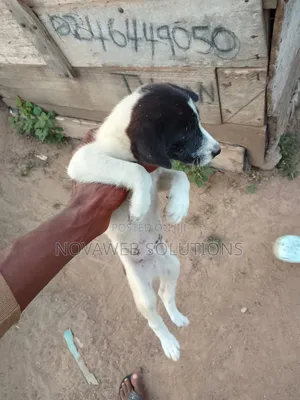 3-6 months Male Mixed Breed Dog