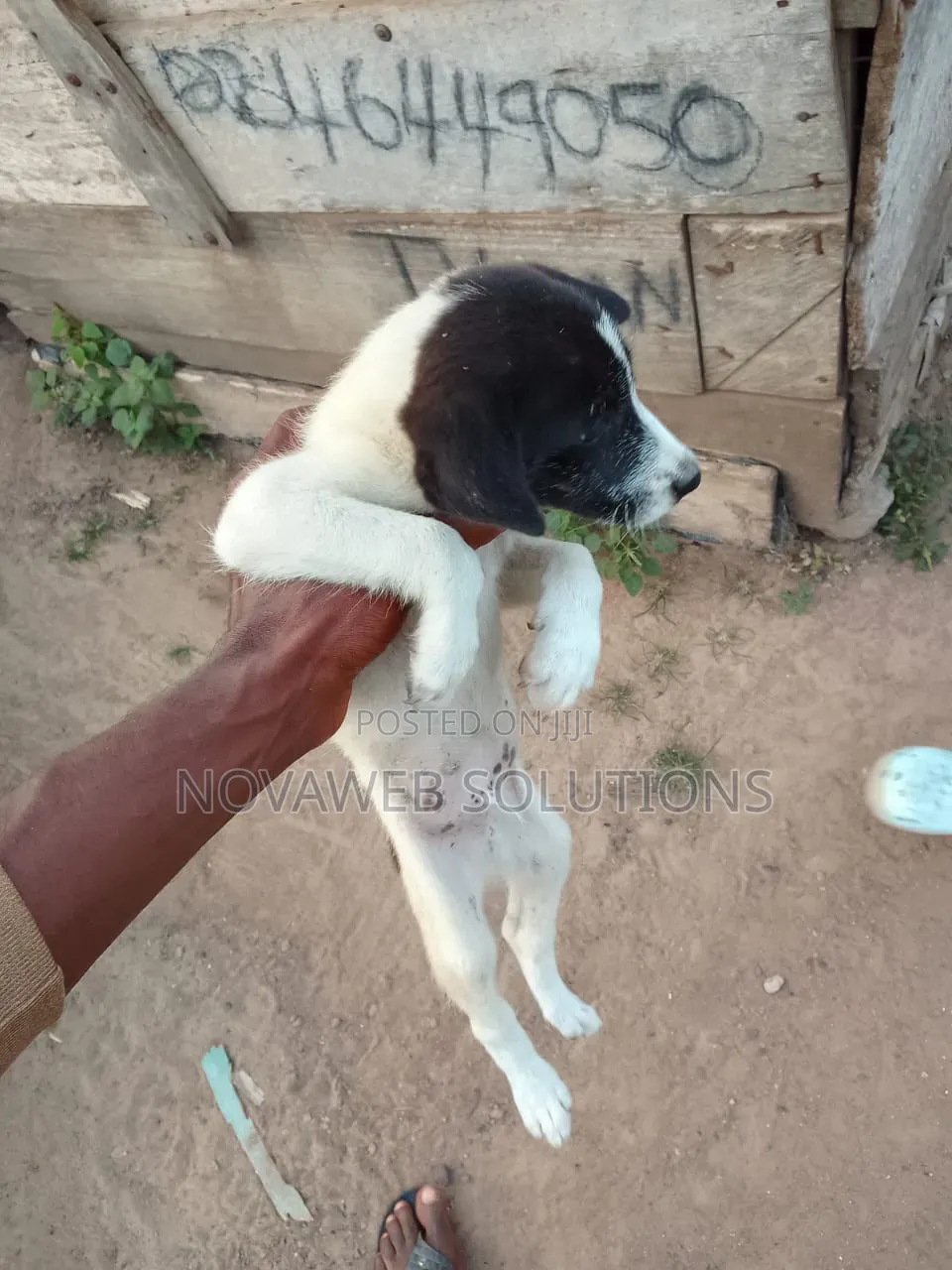 3-6 months Male Mixed Breed Dog