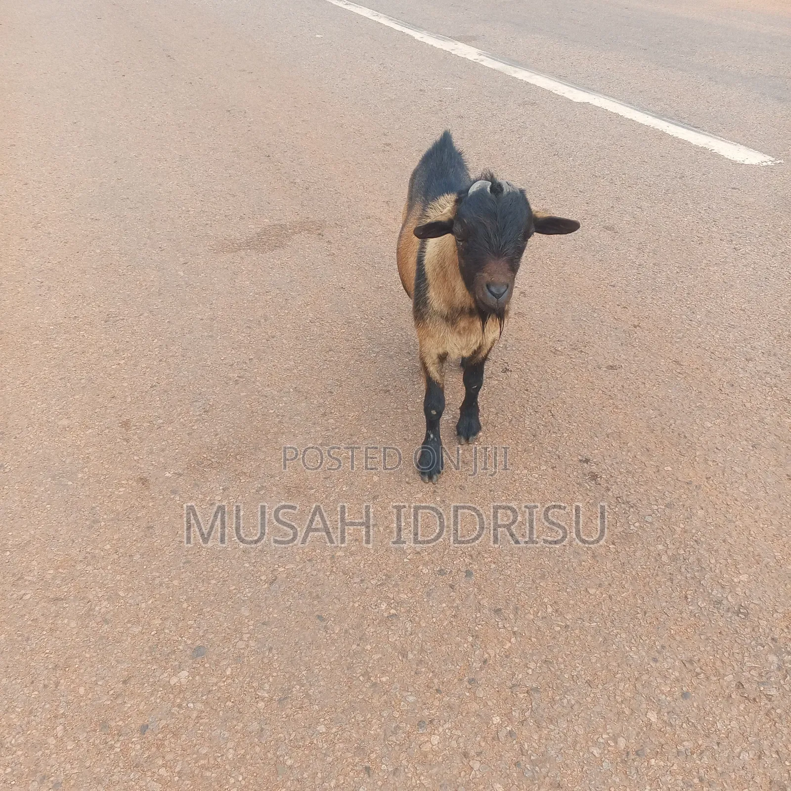 Musah Iddrisu