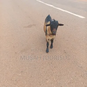 Musah Iddrisu