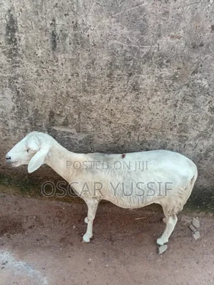 Nice Sheep and Healthy Ones
